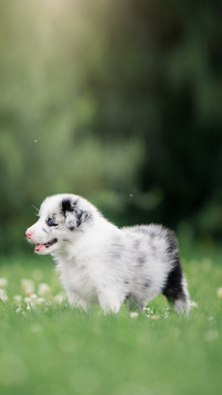 Gorgeous border collie puppie on a green lawn