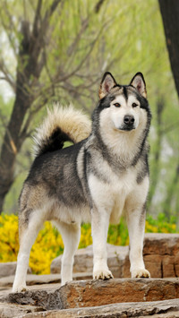 Can wolves be domesticated into dogs