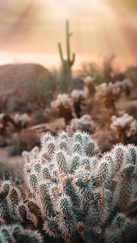 PAIXIN-plant (13)