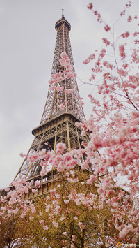 flower (19)