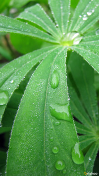 flower (3)