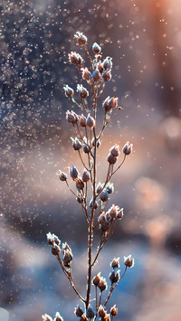 Winter scenery-04