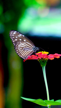 The Beauty of Nature
