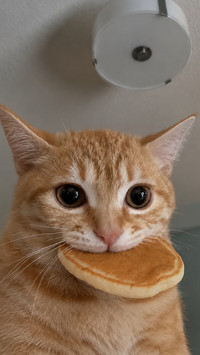 猫猫的心理学时刻
