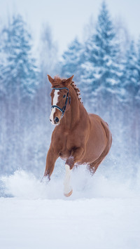 Beautiful red horse running on the filed in winter