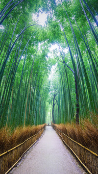 绝美林荫大道