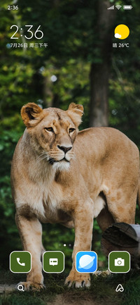 lion