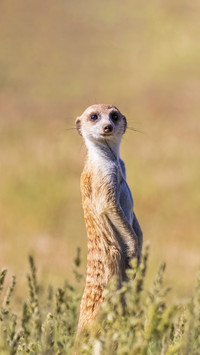 Animal names also deceive people