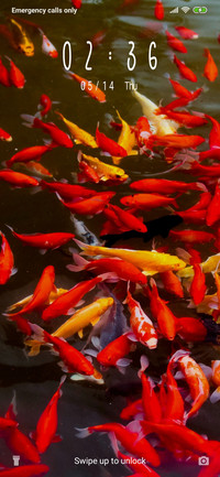 Fishes_3MDS