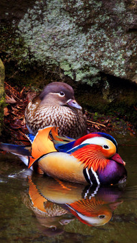只羡鸳鸯不羡仙