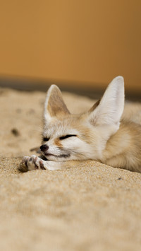 Super cute ear fox