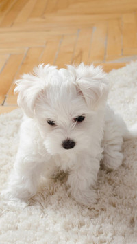 毛绒玩偶 马尔济斯犬