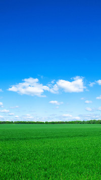 Green grass and blue sky