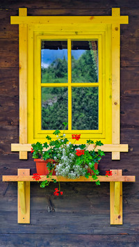 The flowers on the windowsill