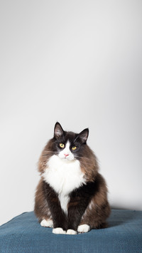 A beautiful black and white long-haired Norwegian Forest Cat