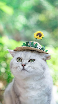 猫狗藏着多少秘密