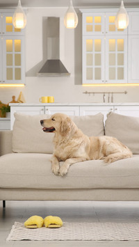 A cute Golden Labrador Retriever is lying on the couch