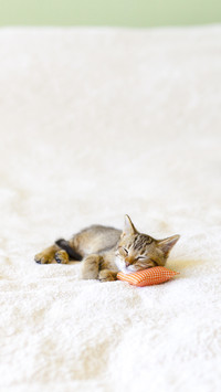 Small Kitty with Red Pillow
