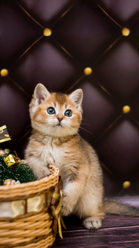 kitten cat Scottish straight, loose fluffy