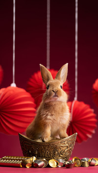 Rabbits dont like to eat carrots