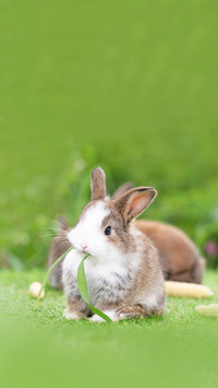 Adorable Tiny Furry Rabbit Bunny
