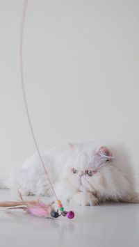 猫的逆袭