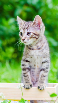 猫咪剪指甲大法