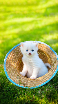 减小猫咪出行的痛苦