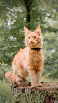 缅因猫 温柔的巨人 