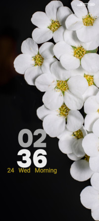 White Petals