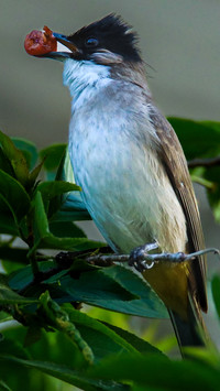 Birds foraging for food