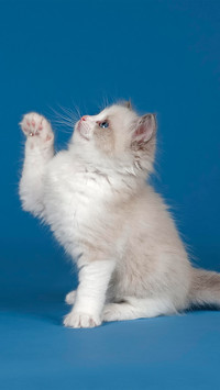 A ragdoll cat raising its paws