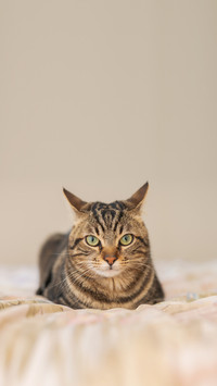 Beautiful short hair cat lying on the bed at home