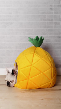 French bulldog sleeping in his bed shaped like pineapple