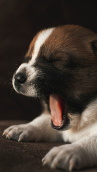 Puppy Love (11)