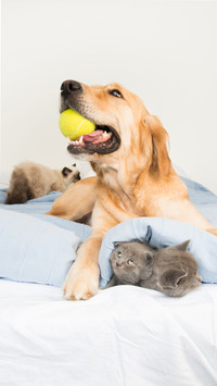 The secret of pet sleeping 5