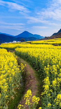 国内赏油菜花好去处