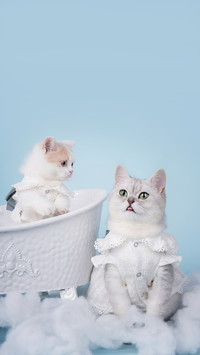 冬天猫咪保暖手册