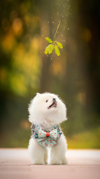 A cute white Pomeranian looks up at a magical falling leaf