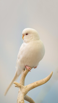 White parakeet full body perched on branch