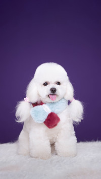 Dont send the dog away casually