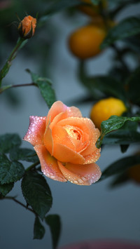 What to do if the autumn buds of roses dont grow