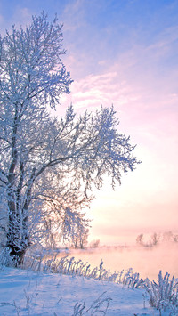 Winter scenery