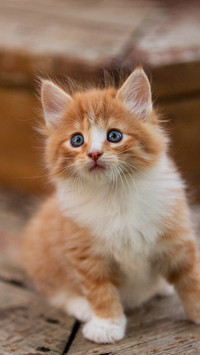 古代宫廷是如何养猫的
