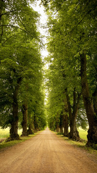 Forest Country