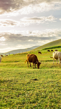 A cow grazing in the early morning