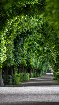 The woods in schonbrunn palace park