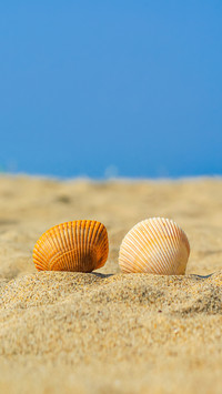 Summer photo of shells on beach