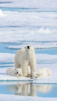 Wild Polar Bear Mother and Cub on the Pack Ice