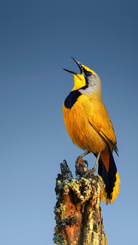 The birds in the bomacri are singing